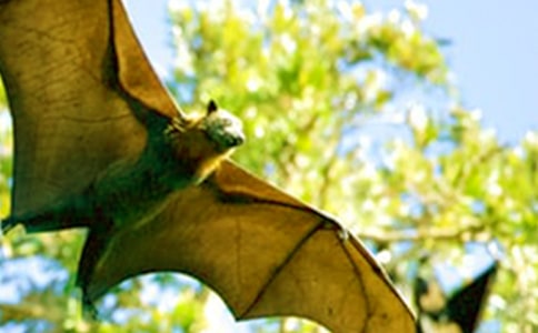 《蝙蝠和雷達》讀后感300字