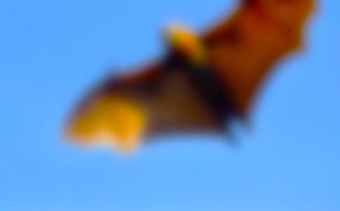 關(guān)于蝙蝠的啟示作文范文(精選64篇)