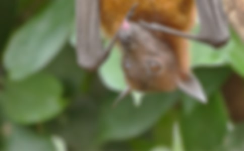 蝙蝠和雷達(dá)課文原文