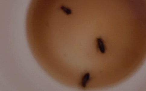 蟑螂大戰(zhàn)作文錦集7篇