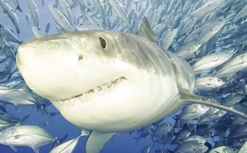 保護鯊魚作文合集6篇