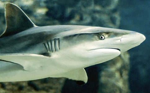 實用的鯊魚作文合集8篇