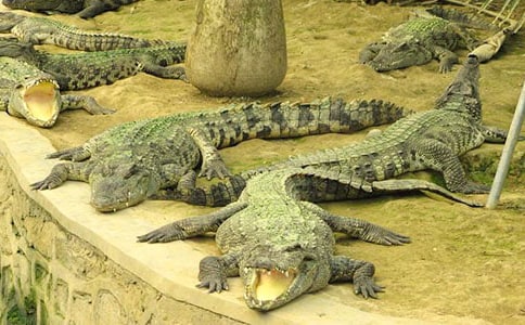 ���Ӻ��{�~�Ĺ���