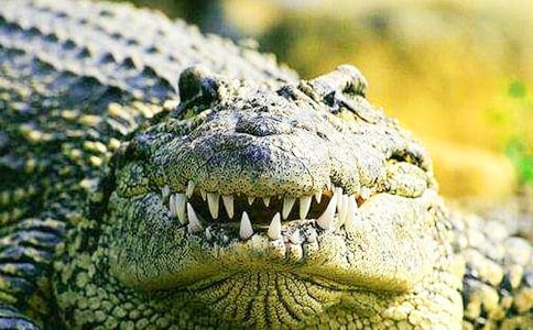 廈門南順鱷魚園游玩攻略